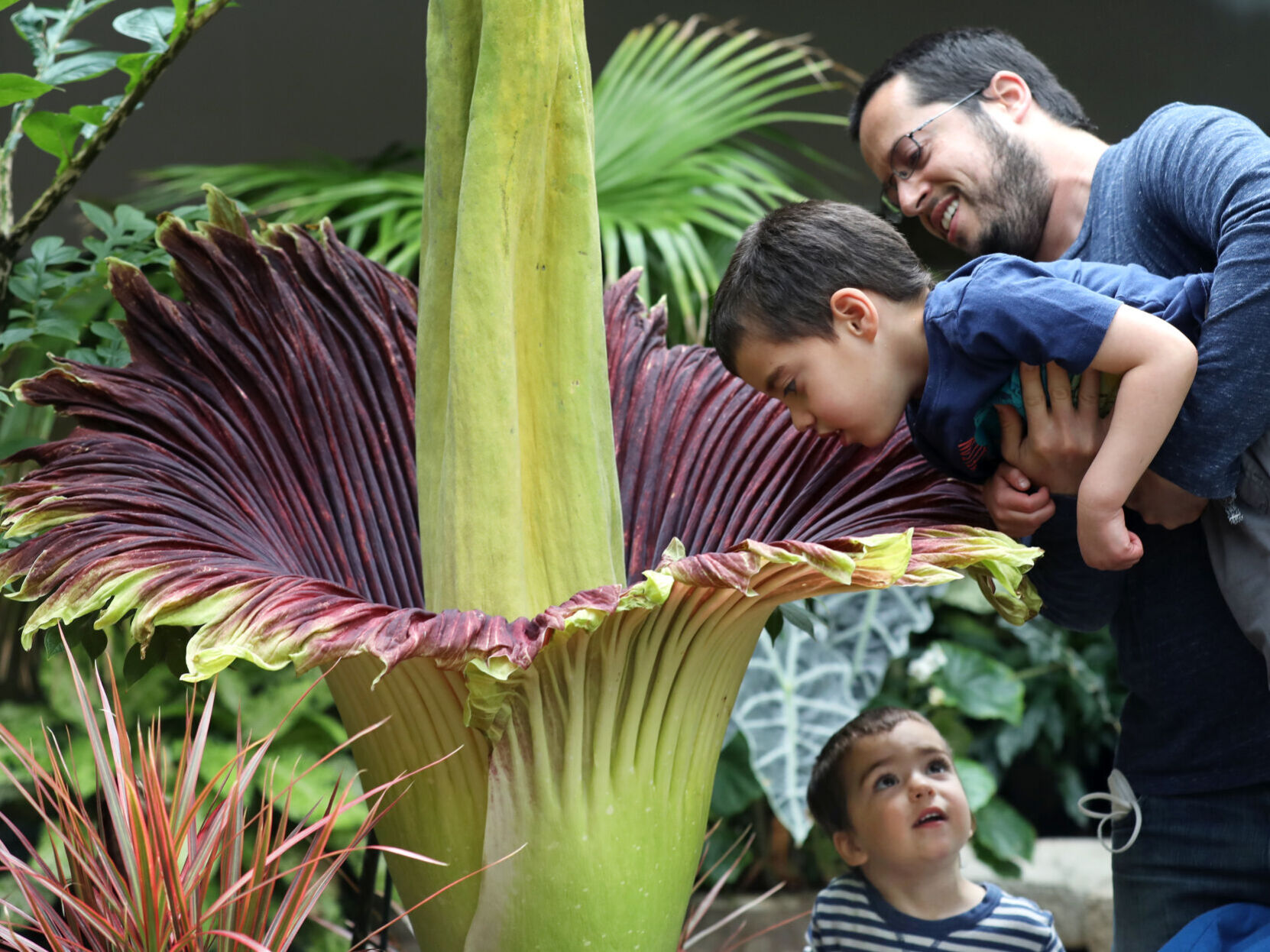 Corpse flower